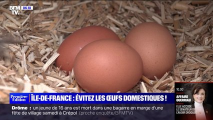 L'ARS d'Île-de-France recommande de ne pas manger les œufs des poulaillers domestiques