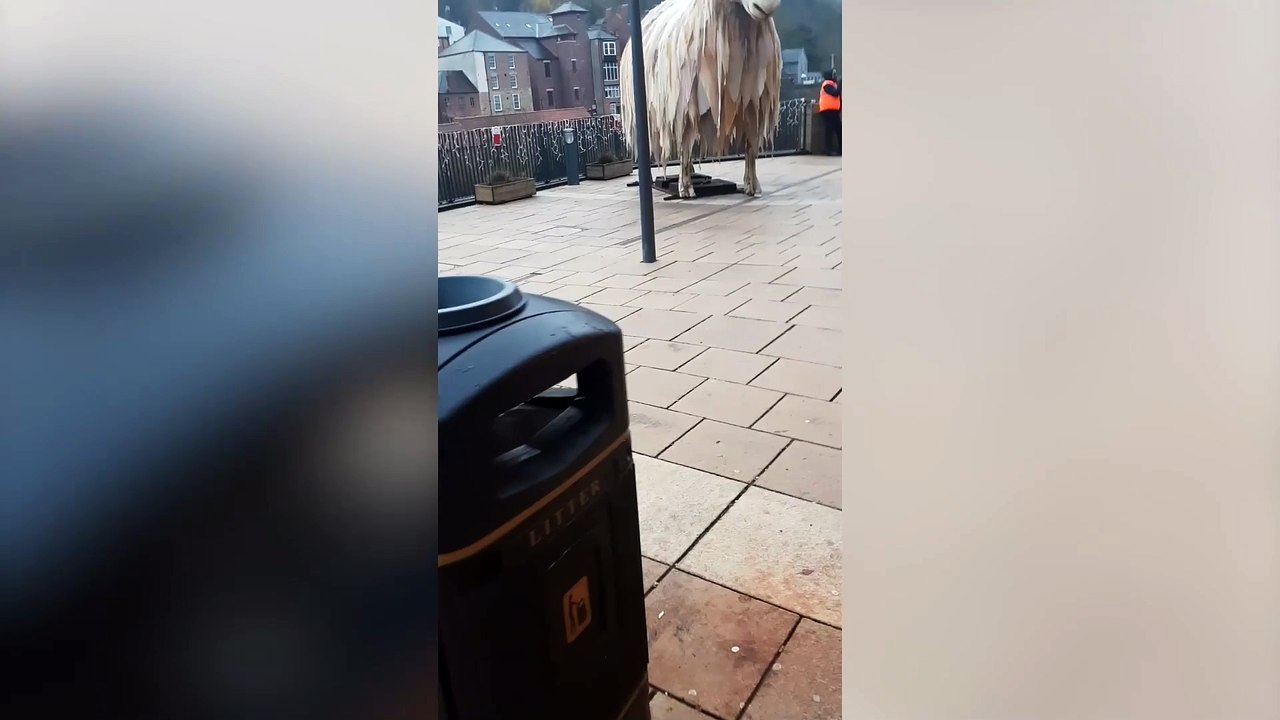 Sheepdog tries to herd 25ft sheep statue
