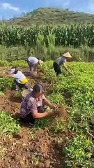 Today I went to the field to harvest peanuts and after coming home made very tasty SWEAT FOOD BREAD.