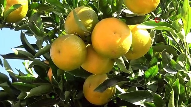 Son yağışlar, üreticinin yüzünü güldürdü