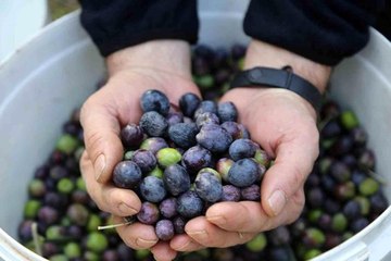 Artvin'in Yusufeli ilçesinde üstün lezzet ödüllü Butko zeytininin hasadı başladı