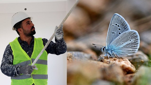 İnşaat işçisi kelebek fotoğrafçısı: ‘Beni öğretim üyesi zannediyorlar’