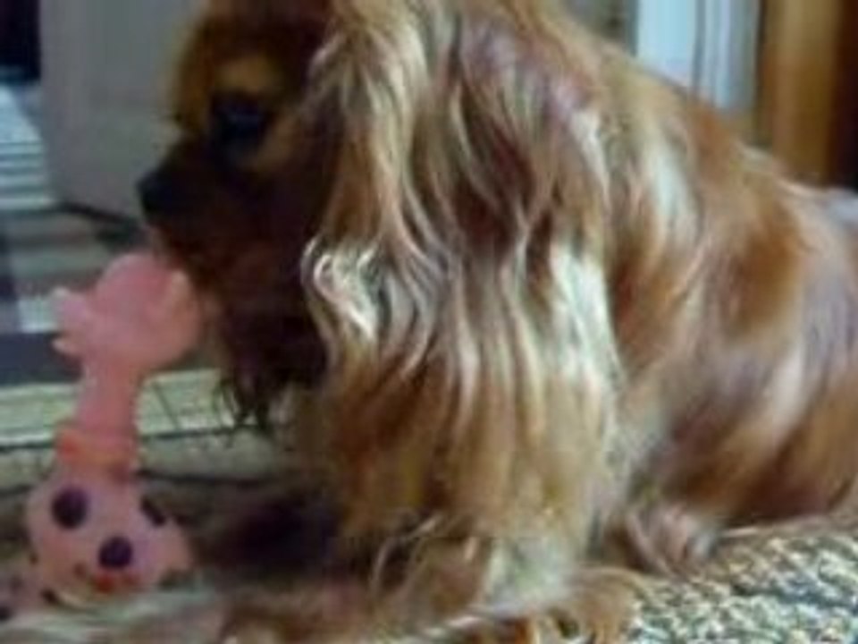 bilou cavalier king charles