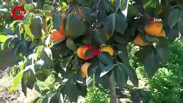 Bu hasat 1 hafta sürecek: Yaşı 15, kurusu 200 lira