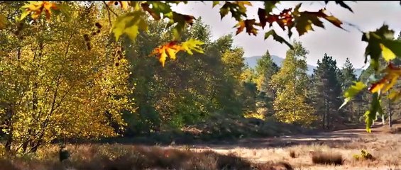 Le poirier sauvage (2018) - Bande annonce