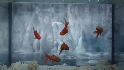 ¡Mira el emocionante tráiler de Aquaman and the Lost Kingdom! 🌊