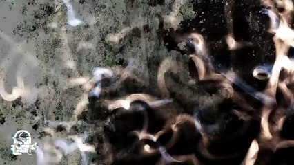 El Veterinario De La Calle 11 (Relatos De Horror)