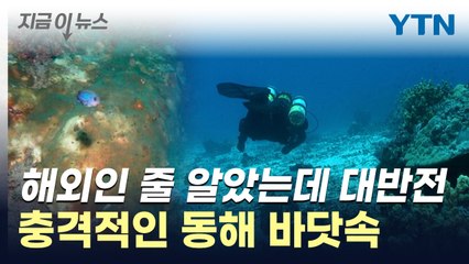 울릉도 바다 점령한 무리...유독 심각한 한반도 변화 [지금이뉴스] / YTN