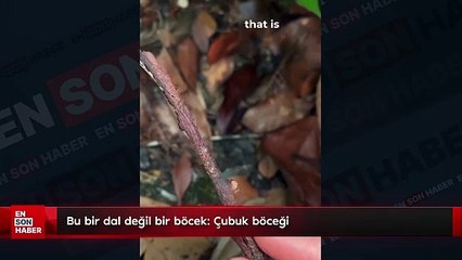 Bu bir dal değil bir böcek: Çubuk böceği