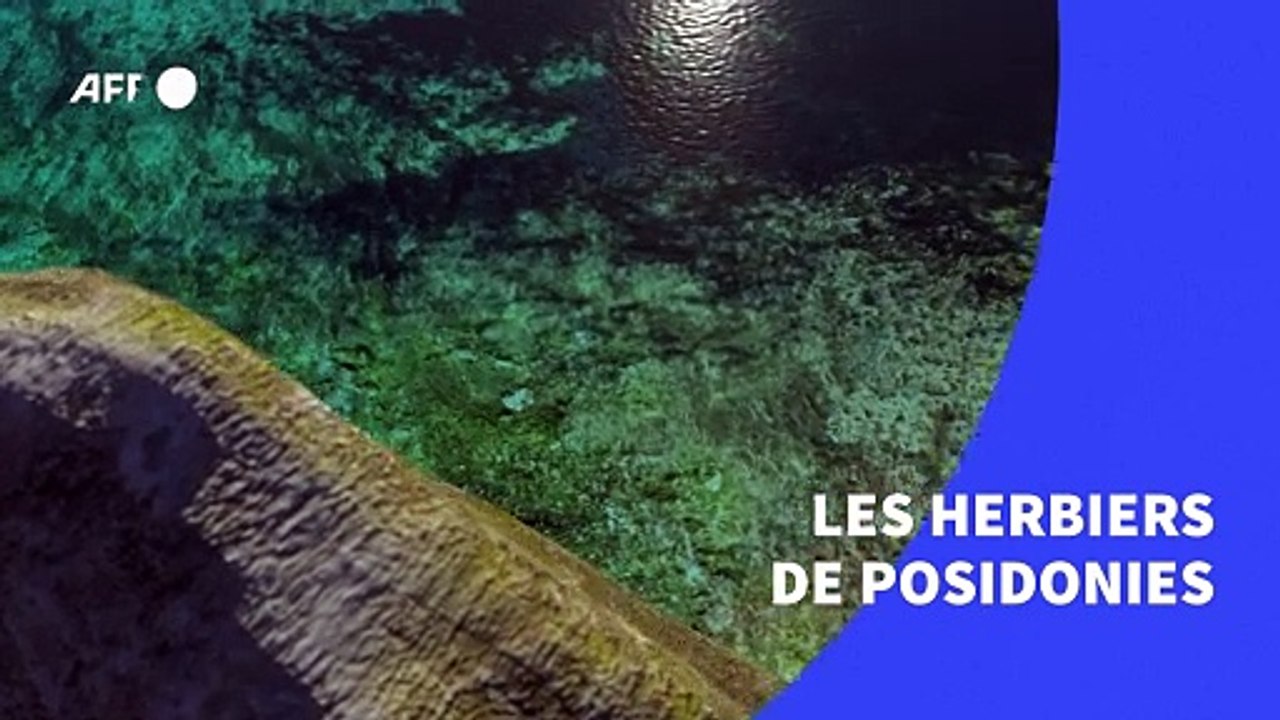 Les herbiers de posidonies