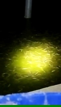 Porsi makan lele saat siang dan malam hari itu beda, malam biasanya porsi makan lele akan sedikit banyak