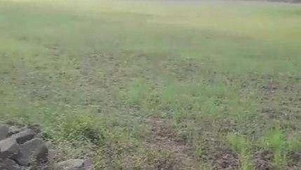 छिंदवाड़ा: किसानों द्वारा यूरिया ले जा रहें किसान, अब अच्छी फसल की आस