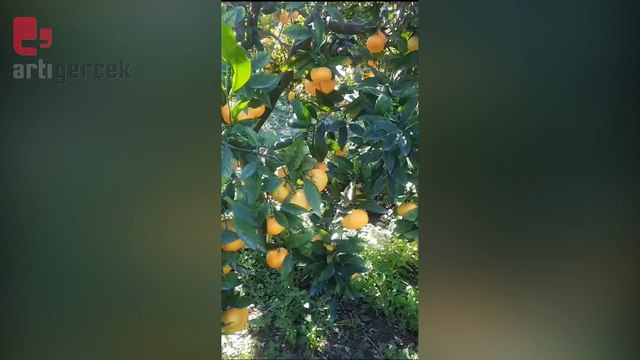 Depremin vurduğu Hatay'da mandalina üreticileri zorda... CHP'li belediyelere toplu alım çağrısı | Abidin YAĞMUR 