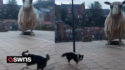 Hilarious video shows sheepdog trying to herd giant statue - of a sheep