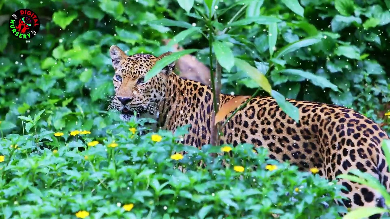 ABC Song| Nursery Rhyme |Abc Alphabet |English Alphabet |Learn ABC Alphabet for Children| kids songs