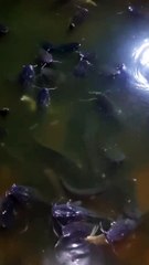 Sedikit ulasan tentang penyakit KUMIS KERITING pada ikan lele, semoga bermanfaat