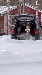 Doodles Dash Through Drifts Of Snow