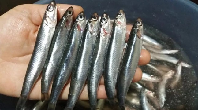 Hamsinin fiyatı ne kadar 2023? İstanbul, Ankara ve Bursa hamsinin kilosu ne kadar?