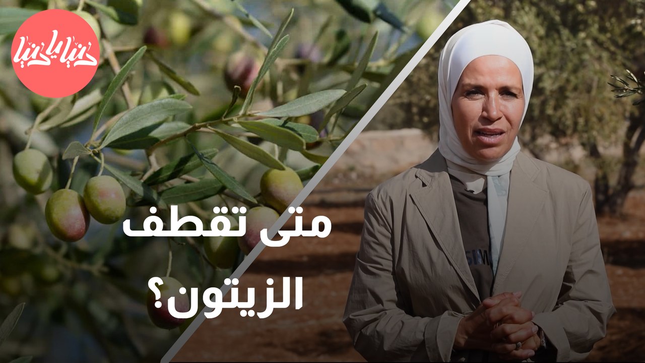 كيف يؤثر توقيت قطاف الزيتون على طعم وجودة الزيت؟