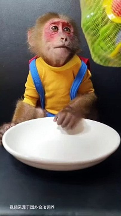 Monkey Eating Candies | Monkey Funny Reactions | Monkey Funny Moments | Animals Funny Moments #animals #pets #fun #satisfyingvideos #monkey #funny