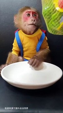 Monkey Eating Candies | Monkey Funny Reactions | Monkey Funny Moments | Animals Funny Moments #animals #pets #fun #satisfyingvideos #monkey #funny