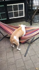 Lucy Loves Her Hammock