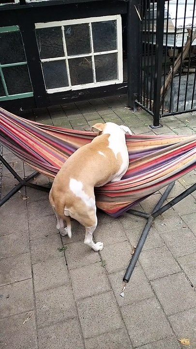 Lucy Loves Her Hammock