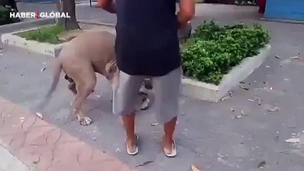 Yavrusunu köpeğin ağzında gören anne kedinin performansı şaşırttı