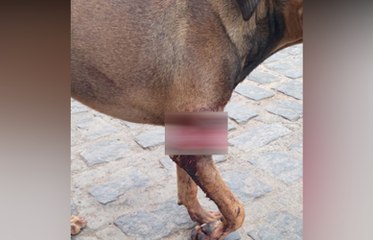 Na região de Catolé do Rocha, homem agride cadela com golpe de roçadeira e animal tem pata amputada