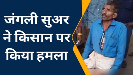 हाथरस: जंगली सूअरों ने किसान पर किया हमला, घायल को अस्पताल में कराया भर्ती