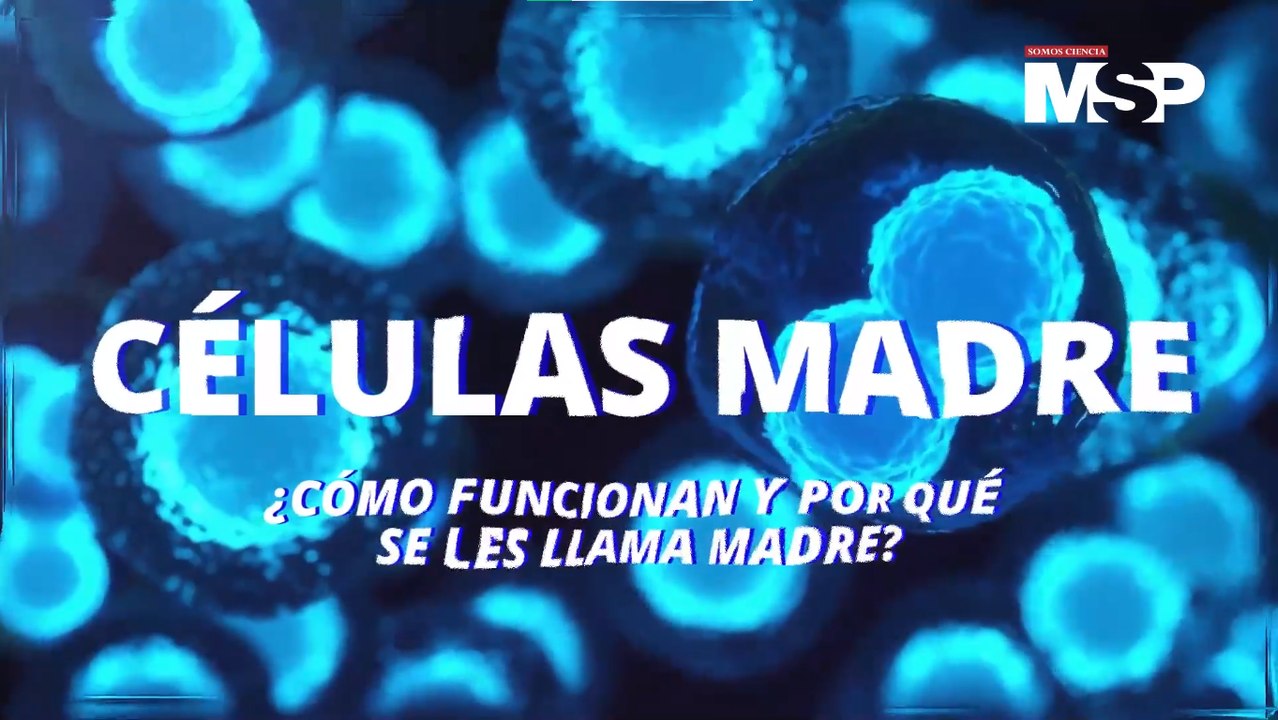 ¿Cómo funcionan las células madre y por qué se les llama “madre”? - #ExclusivoMSP