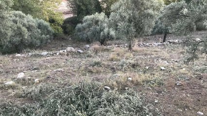 Akbelen'de maden çalışmaları başladı: "Nerede kaldı Zeytin Kanunu, nerede kaldı 3 kilometre!"