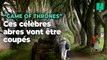 Les arbres de la Dark Hedges, lieu de tournage de « Game of Thrones », doivent être coupés