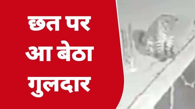 गौशाला की छत पर नजर आया गुलदार, सीसीटीवी देखते ही उड़े ग्रामीणों के होश