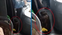 Bursa'da özel halk otobüsü şoförünün yanında yırtıcı kuşla sefer yaptığı anlar kamerada