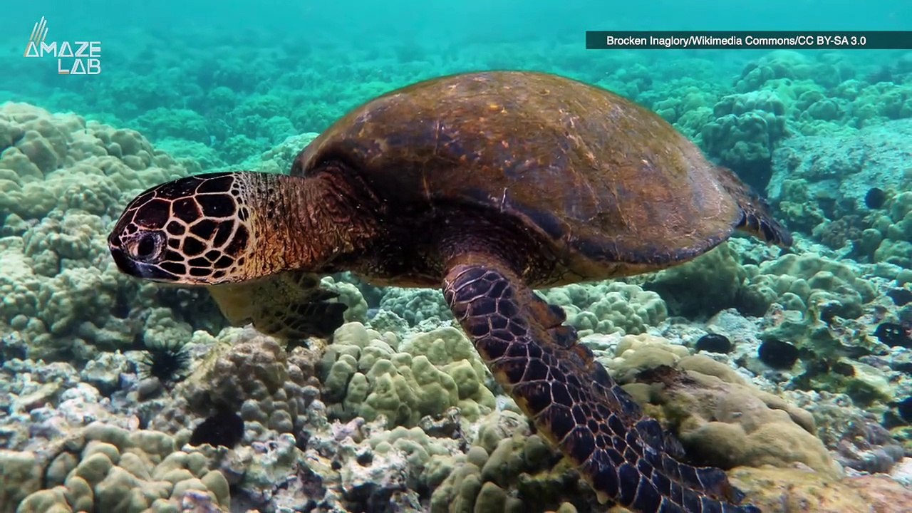 New Study Finds ‘Xenoestrogens’ In the Oceans Are Turning All of the Sea Turtles Female