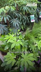 Fatsia Japonica
