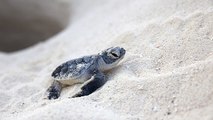 Las Tortugas Marinas Están En Peligro Por El Cambio Climático