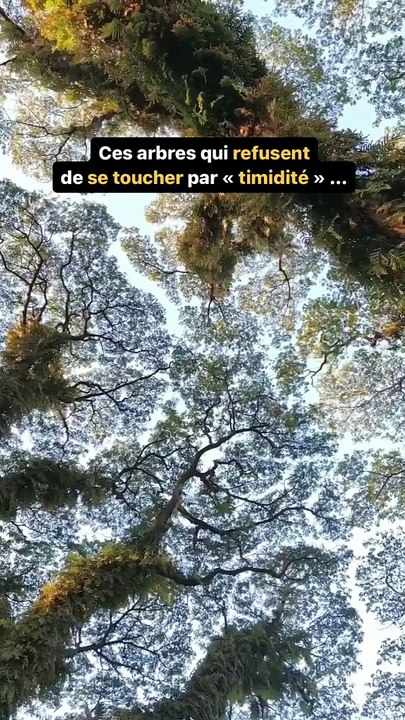 Des arbres timides ? 