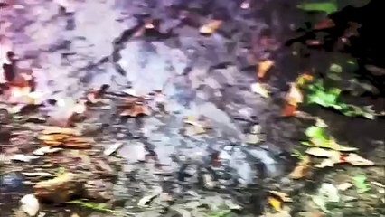 Boggy Creek Bande-annonce (EN)