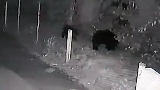 குன்னூர் அருகே இரவு நேரத்தில் குடியிருப்பு பகுதியில் ஜோடியாக உலா வரும் கரடிகள்