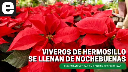 ¡Llegan las nochebuenas a viveros de Hermosillo! | EXPRESO