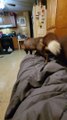 Fun With Foxes And Blankets