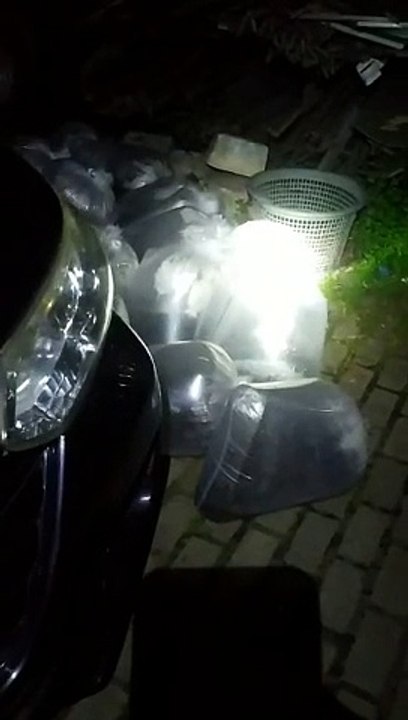 Gak peduli mobil mewah bagi kami bibit lele lebih diutamakan agar selamat diperjalanan