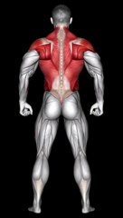 Unleash Your Back Power #backworkout  #strengthtraining  #fitnessjourney  #gymmotivation #shorts