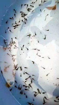 Cek kesehatan larva lele umur 3 hari❗jangan kurang asumsi pakan cacing sutera