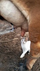 Kitty Craves Cow's Milk