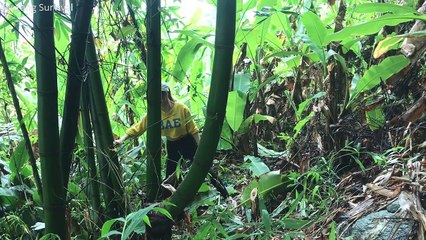 The girl alone built a shelter in a rock cave - Cooking survival,bushcraft _ MsYang Survival
