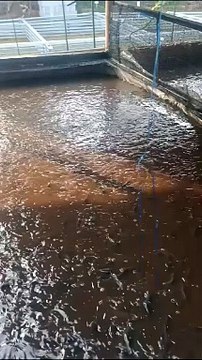 jangan kaget jika warna air kolam berbeda-beda dalam satu sektor kolam, yang penting air kolam tidak bau, ikan sehat, makan lahap, dan tumbuh cepat