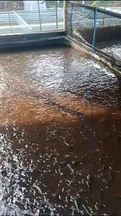jangan kaget jika warna air kolam berbeda-beda dalam satu sektor kolam, yang penting air kolam tidak bau, ikan sehat, makan lahap, dan tumbuh cepat